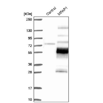 Anti-MFAP1 antibody produced in rabbit，100UL，HPA042370-100UL，Sigma