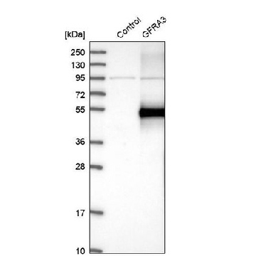 Anti-GFRA3 antibody produced in rabbit，100UL，HPA020731-100UL，Sigma