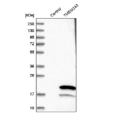 Anti-TMEM243 antibody produced in rabbit，100UL，HPA014918-100UL，Sigma