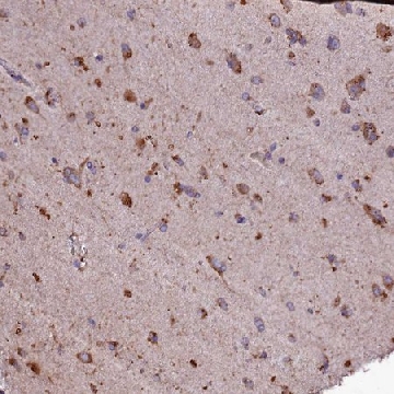 Anti-SELENOT antibody produced in rabbit，100UL，HPA039780-100UL，Sigma