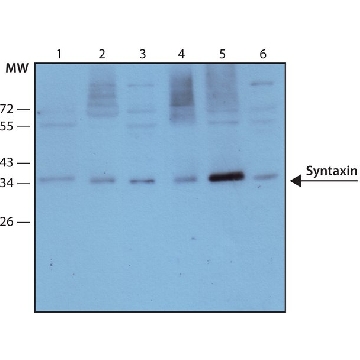 Monoclonal Anti-Syntaxin antibody produced in mouse，100UL，S0664-100UL，Sigma