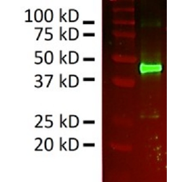 Anti-GATM/AGAT Antibody, clone 1F4 ZooMAb® Rabbit Monoclonal，25UL，ZRB2075-25UL，Sigma
