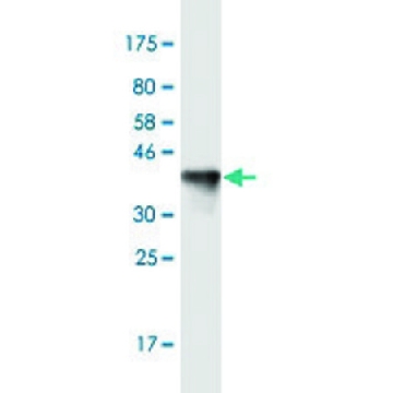 Monoclonal Anti-KIF13B antibody produced in mouse，100UG，SAB1412812-100UG，Sigma