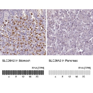 Anti-SLC26A9 antibody produced in rabbit，100UL，HPA051485-100UL，Sigma