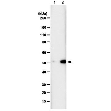 Anti-N3-Phosphohistidine (3-pHis) Antibody, clone SC39-6, ZooMAb® Rabbit Monoclonal，25UL，ZRB1351-25UL，Sigma