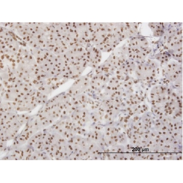Monoclonal Anti-XRCC5 antibody produced in mouse，100UG，WH0007520M2-100UG，Sigma