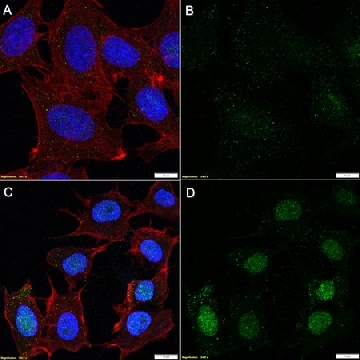 Anti-Poly(ADP-ribose) Antibody, clone 10H ZooMAb® Mouse Monoclonal，254G，ZMS1103-25UL，Sigma