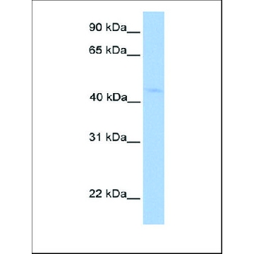 Anti-LIPT1 antibody produced in rabbit，100UL，AV48784-100UL，Sigma