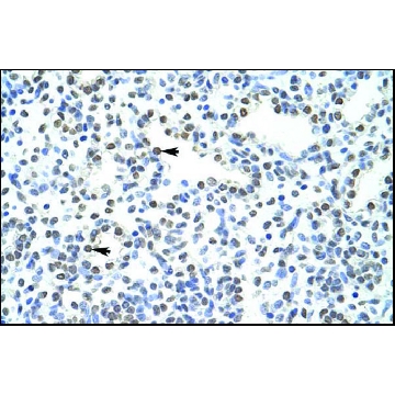 Anti-POGZ antibody produced in rabbit，100UL，AV39172-100UL，Sigma