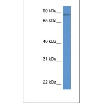 Anti-TRIM36 antibody produced in rabbit，100UL，SAB2106623-100UL，Sigma