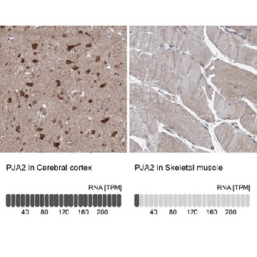 Anti-PJA2 antibody produced in rabbit，100UL，HPA040347-100UL，Sigma