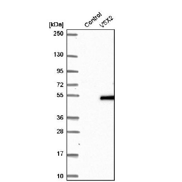Anti-VSX2 antibody produced in rabbit，100UL，HPA003436-100UL，Sigma
