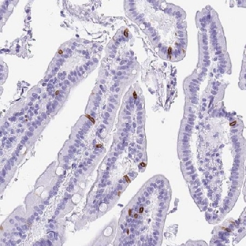 Anti-BEST4 antibody produced in rabbit，100UL，HPA058564-100UL，Sigma