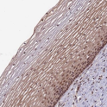 Anti-SF3B1 antibody produced in rabbit，100UL，HPA050275-100UL，Sigma