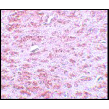 Anti-CDX2 antibody produced in rabbit，100UG，SAB3500187-100UG，Sigma