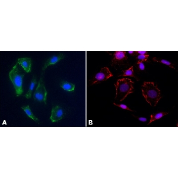 Anti-Caveolin-1 antibody produced in rabbit，200UL，C3237-200UL，Sigma