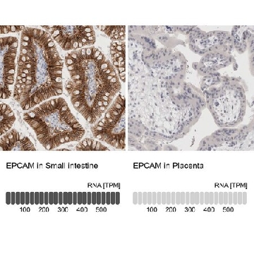 抗-EPCAM 兔抗，100UL，HPA026761-100UL，Sigma