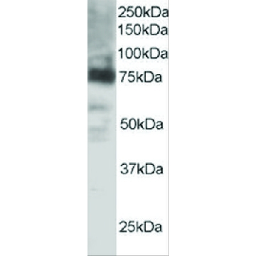 抗  COX2/PTGS2 山羊抗，100UG，SAB2500267-100UG，Sigma