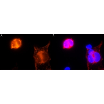 小鼠抗CRISPR/Cas9单克隆抗体，25UL，SAB4200701-25UL，Sigma