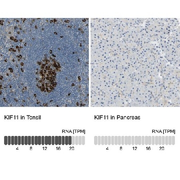Anti-KIF11 antibody produced in rabbit，100UL，HPA010568-100UL，Sigma