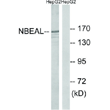 Anti-NBEAL1 antibody produced in rabbit，100UG，SAB4502800-100UG，Sigma
