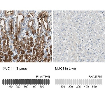 Anti-MUC1 antibody produced in rabbit，100UL，HPA008855-100UL，Sigma