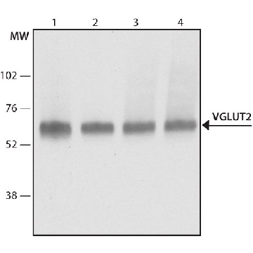 Anti-VGLUT2 (HY-19) antibody produced in rabbit，200UL，V2514-200UL，Sigma
