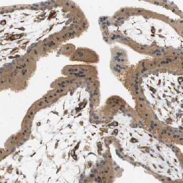 Anti-CYTH3 antibody produced in rabbit，100UL，HPA013979-100UL，Sigma