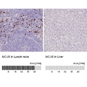 Anti-MCUB antibody produced in rabbit，100UL，HPA048776-100UL，Sigma