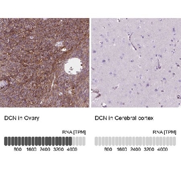Anti-DCN antibody produced in rabbit，100UL，HPA064736-100UL，Sigma