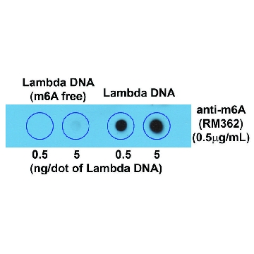 抗体-N6-甲基腺苷(m6A)抗体，兔单克隆，50UG，SAB5600251-50UG，Sigma
