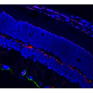 Anti-Guinea Pig IgG (H+L), highly cross-adsorbed, CF™568 antibody produced in donkey，250UL，SAB4600469-250UL，Sigma