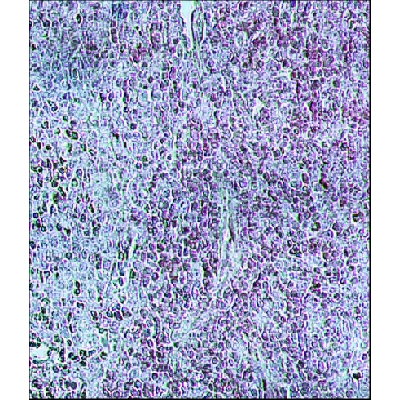 抗  牛 IgG（全分子）−过氧物酶 兔抗，1ML，A5295-1ML，Sigma