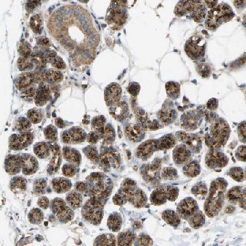 Anti-YIPF2 antibody produced in rabbit，100UL，HPA019902-100UL，Sigma