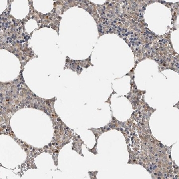 Anti-YOD1 antibody produced in rabbit，100UL，HPA028439-100UL，Sigma