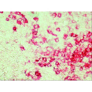 Anti-Chicken IgY (IgG) (whole molecule)−Alkaline Phosphatase antibody produced in rabbit，0.25ML，A9171-.25ML，Sigma