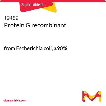 重组蛋白G，1MG，19459-1MG-F，Sigma