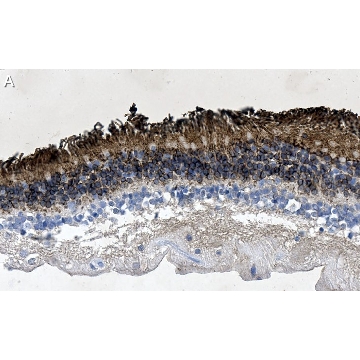 Anti-Rhodopsin CT Antibody, clone Rho 1D4 ZooMAb® Mouse Monoclonal，25UL，ZMS1069-25UL，Sigma