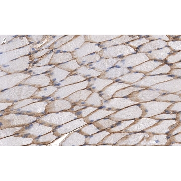 Anti-Dystrophin Antibody, clone 1G7, ZooMAb® Rabbit Monoclonal，4X25UL，ZRB1309-4X25UL，Sigma