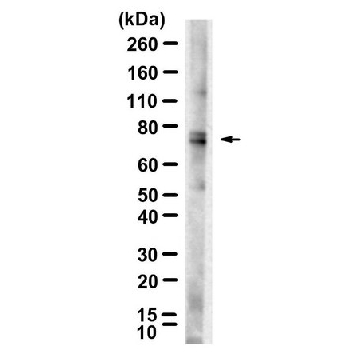 Anti-p-DRP1-Ser637 Antibody, clone 5G23 ZooMAb® Rabbit Monoclonal，25UL，ZRB1667-25UL，Sigma