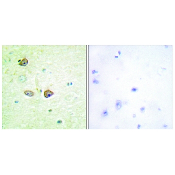 Anti-5-HT-1B antibody produced in rabbit，100UG，SAB4501470-100UG，Sigma