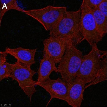 Anti-ATF4 Antibody, clone 1B21 ZooMAb® Rabbit Monoclonal，25UL，ZRB1608-25UL，Sigma