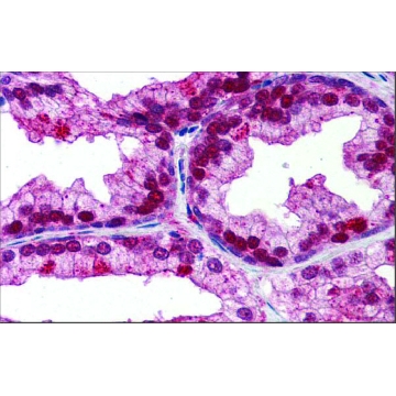 Anti-NFIX antibody produced in rabbit，100UL，AV32717-100UL，Sigma