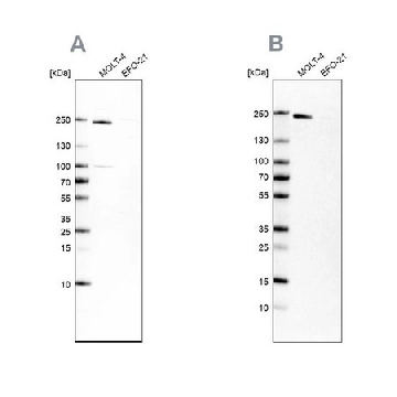 抗  PBRM1 兔抗，100UL，HPA015629-100UL，Sigma