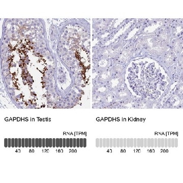 Anti-GAPDHS antibody produced in rabbit，100UL，HPA042666-100UL，Sigma