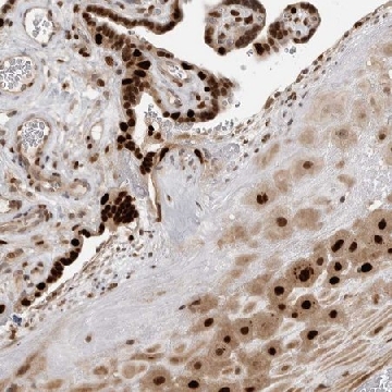 Anti-PEG3 antibody produced in rabbit，100UL，HPA026070-100UL，Sigma