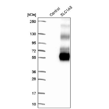 Anti-SLC1A5 antibody produced in rabbit，100UL，HPA035239-100UL，Sigma