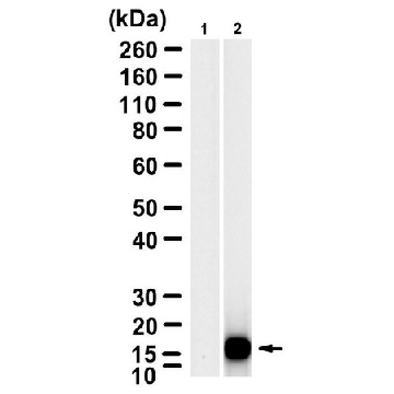Anti-Bacteriophage MS2 Antibody, clone 1B21 ZooMAb® Rabbit Monoclonal，25UL，ZRB2123-25UL，Sigma