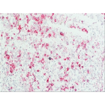 抗-人IgG（Fab特异性）−碱性磷酸酶 山羊抗，0.25ML，A8542-.25ML，Sigma