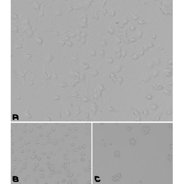 Laminin/Poly-L-Lysine Coating Solution，100ML，LPLL001-100ML，Sigma